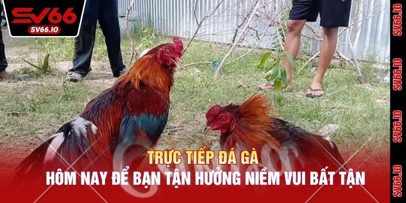 Trực Tiếp Đá Gà Hôm Nay Để Bạn Tận Hưởng Niềm Vui Bất Tận